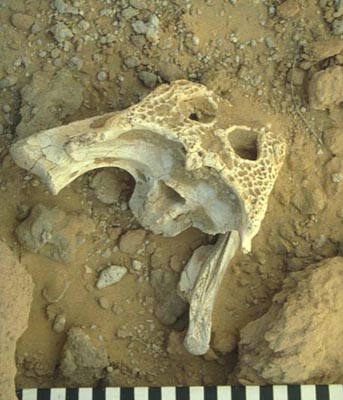 Posterior part of a crocodile skull found at Shuweihat (Photograph by Peter Whybrow)