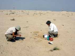 ADIAS team examines the surface of the Ruwais site for traces of fossils (Photograph by Dr Mark Beech)