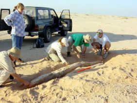 ADIAS team measures the 2.54 metre long tusk of Stegotetrabelodon syrticus (Photograph by Dr Mark Beech)